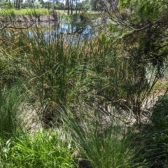 FrogWatch survey at FMW010: David St Wetland - 24 Oct 2023