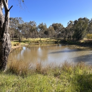 FrogWatch survey at NAD034: Cork Oak Dam Lot 34 - 25 Oct 2023