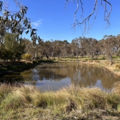 FrogWatch survey at NAD034: Cork Oak Dam Lot 34 - 25 Oct 2023