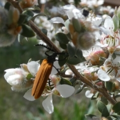 Monitoring Insect Pollinators at Emu Creek Belconnen (ECB) - 28 Oct 2023