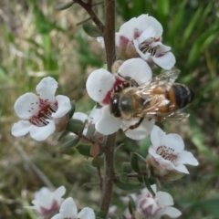 Monitoring Insect Pollinators at Emu Creek Belconnen (ECB) - 28 Oct 2023