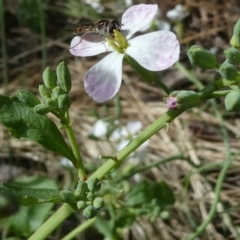 Monitoring Insect Pollinators at Emu Creek Belconnen (ECB) - 28 Oct 2023