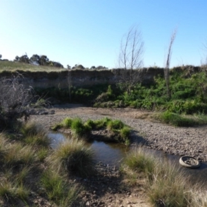 FrogWatch survey at FGC031: Ginninderra/Gooromon Ponds Ck - 26 Oct 2023