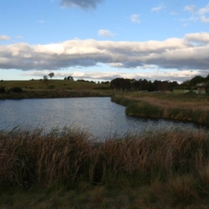 FrogWatch survey at FGC029: Fassifern Pond - 26 Oct 2023