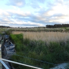 FrogWatch survey at FGC030: Gooromon Ponds Ck - 26 Oct 2023