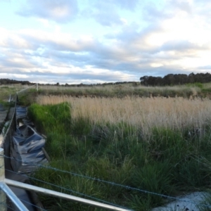 FrogWatch survey at FGC030: Gooromon Ponds Ck - 26 Oct 2023