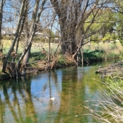 FrogWatch survey at COO625: Cooma Ck Banksia Ln - 19 Oct 2023