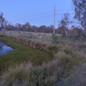 FrogWatch survey at ISA100: Long Gully Rd/Mugga Lane - 29 Oct 2023