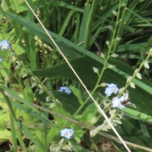 Monitoring Insect Pollinators at Telopea Park (TEL) - 24 Oct 2023