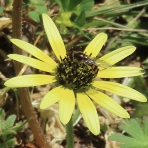 Monitoring Insect Pollinators at Telopea Park (TEL) - 24 Oct 2023