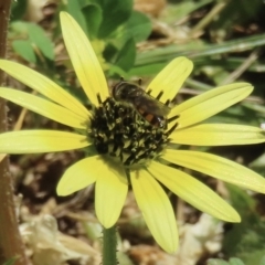 Monitoring Insect Pollinators at Telopea Park (TEL) - 24 Oct 2023