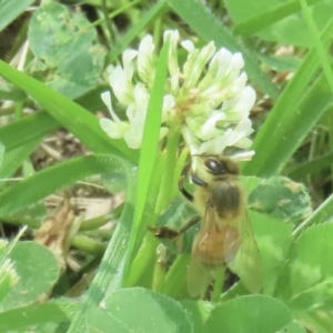 Monitoring Insect Pollinators at Telopea Park (TEL) - 24 Oct 2023