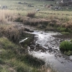 FrogWatch survey at FTB010: Bogong Ck - 27 Oct 2023