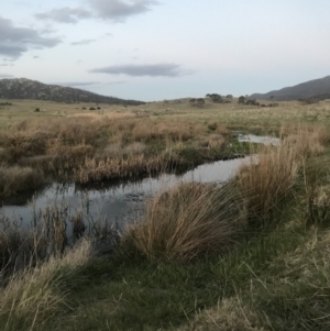 FrogWatch survey at FTB010: Bogong Ck - 27 Oct 2023