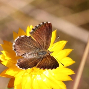 Monitoring Insect Pollinators at Black Mountain NR (BMS) - 6 Nov 2023