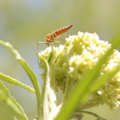 Monitoring Insect Pollinators at Black Mountain NR (BMS) - 6 Nov 2023