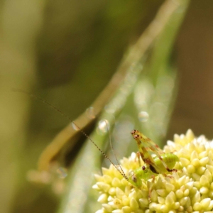 Monitoring Insect Pollinators at Black Mountain NR (BMS) - 6 Nov 2023