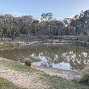 FrogWatch survey at TAY100: Mt Taylor 1 - 5 Oct 2023