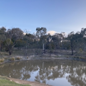 FrogWatch survey at TAY100: Mt Taylor 1 - 5 Oct 2023