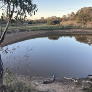 FrogWatch survey at TAY200: Mt Taylor 2 - 5 Oct 2023