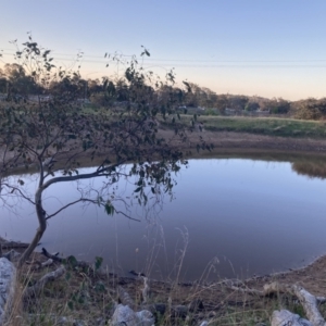 FrogWatch survey at TAY200: Mt Taylor 2 - 5 Oct 2023