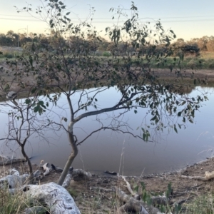 FrogWatch survey at TAY200: Mt Taylor 2 - 31 Oct 2023