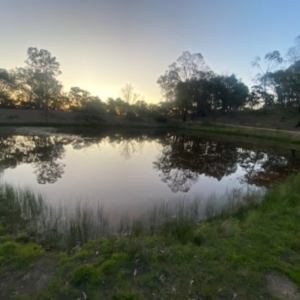 FrogWatch survey at MFL007: Mulligans Flat 7 - 23 Oct 2023