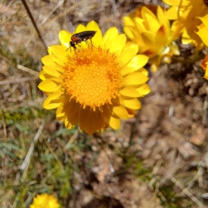 Monitoring Insect Pollinators at Justice Robert Hope Reserve (JRH) - 10 Nov 2023