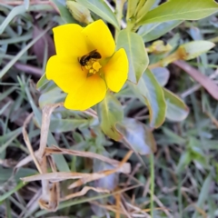 Monitoring Insect Pollinators at Justice Robert Hope Reserve (JRH) - 10 Nov 2023