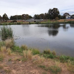 FrogWatch survey at MCW001: McKellar Wetland 1 - 18 Oct 2023