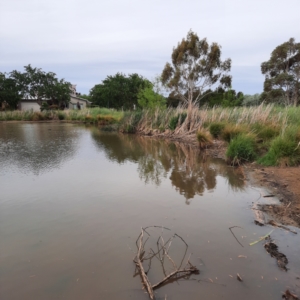 FrogWatch survey at MCW002: McKellar Wetland 2 - 18 Oct 2023