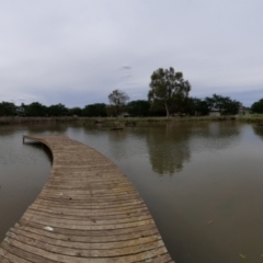 FrogWatch survey at MCW002: McKellar Wetland 2 - 18 Oct 2023