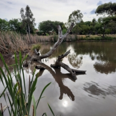 FrogWatch survey at MCW002: McKellar Wetland 2 - 18 Oct 2023