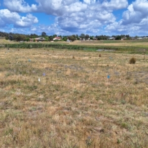 Monitoring Insect Pollinators at Franklin Grassland (FRA_5) - 27 Nov 2023