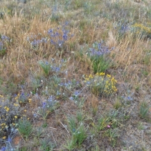 Monitoring Insect Pollinators at Franklin Grassland (FRA_5) - 27 Nov 2023