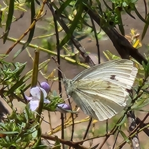 Monitoring Insect Pollinators at Commonwealth Park (CWP) - 20 Nov 2023