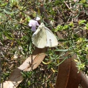 Monitoring Insect Pollinators at Commonwealth Park (CWP) - 20 Nov 2023