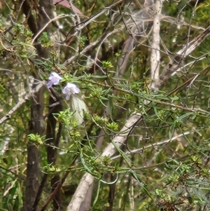 Monitoring Insect Pollinators at Commonwealth Park (CWP) - 20 Nov 2023