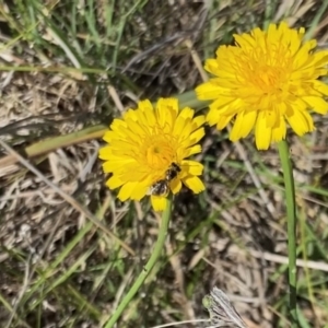 Monitoring Insect Pollinators at Monash Grassland (MGE) - 16 Dec 2023