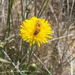 Monitoring Insect Pollinators at Monash Grassland (MGE) - 16 Dec 2023