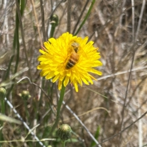 Monitoring Insect Pollinators at Monash Grassland (MGE) - 16 Dec 2023