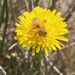 Monitoring Insect Pollinators at Monash Grassland (MGE) - 16 Dec 2023