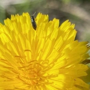 Monitoring Insect Pollinators at Monash Grassland (MGE) - 16 Dec 2023