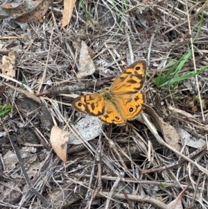 Monitoring Insect Pollinators at Mount Majura (MMS) - 31 Dec 2023