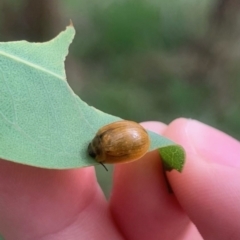 Monitoring Insect Pollinators at Mount Majura (MMS) - 31 Dec 2023