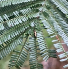 Monitoring Insect Pollinators at Mount Majura (MMS) - 31 Dec 2023