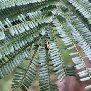 Monitoring Insect Pollinators at Mount Majura (MMS) - 31 Dec 2023