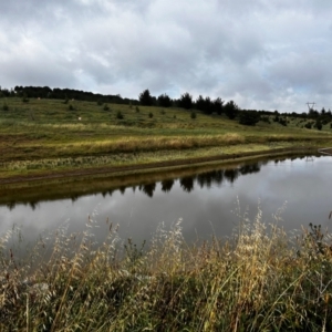 FrogWatch survey at NAD036: Larch Dam Forest 36 - 3 Jan 2024