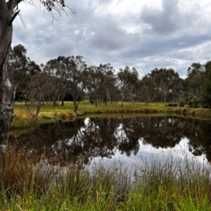 FrogWatch survey at NAD034: Cork Oak Dam Lot 34 - 3 Jan 2024