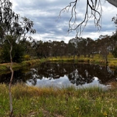 FrogWatch survey at NAD034: Cork Oak Dam Lot 34 - 3 Jan 2024